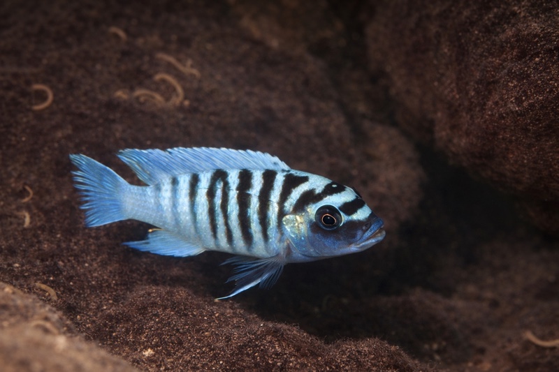 Maylandia zebra 'Mazinzi Reef'